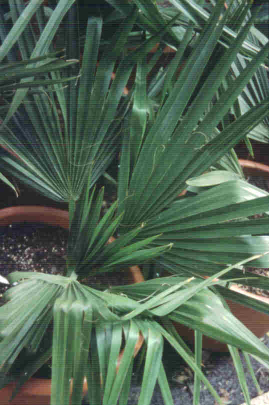 Cabbage Palm – Sabal palmetto