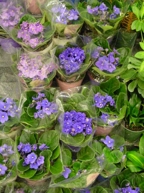 African Violet – Saintpaulia ionantha and S. spp.