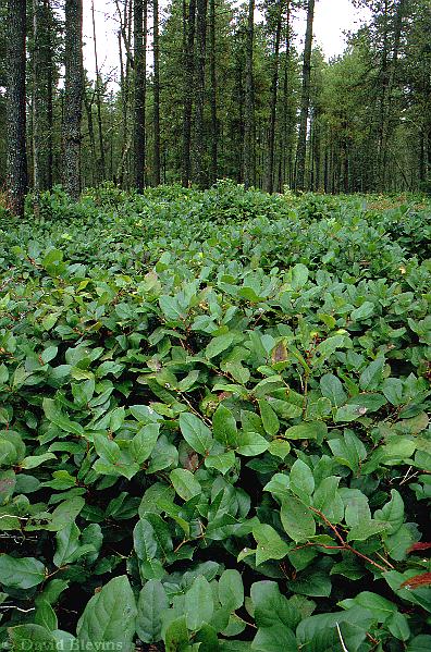 Salal – Gaultheria shallon