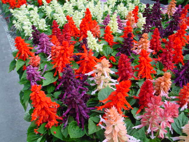 Scarlet Salvia – Salvia splendens