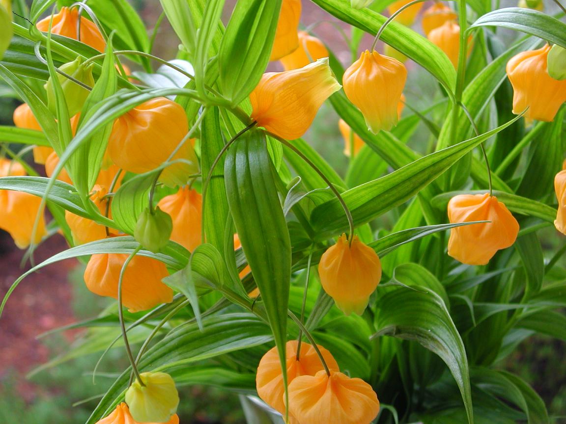 Chinese Lantern – Sandersonia aurantiaca