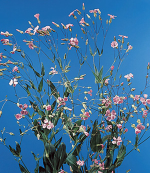 Soapwort – Saponaria officinalis, S. vaccaria (Vaccaria hispanica of V. pyramidata)