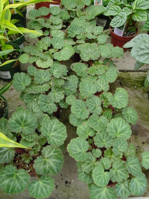 Strawberry Begonia – Saxifraga stolonifera, (S. stolonifera ‘Tricolor’)