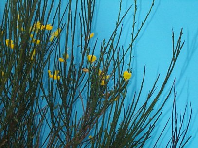 Common Broom – Cytisus scoparius