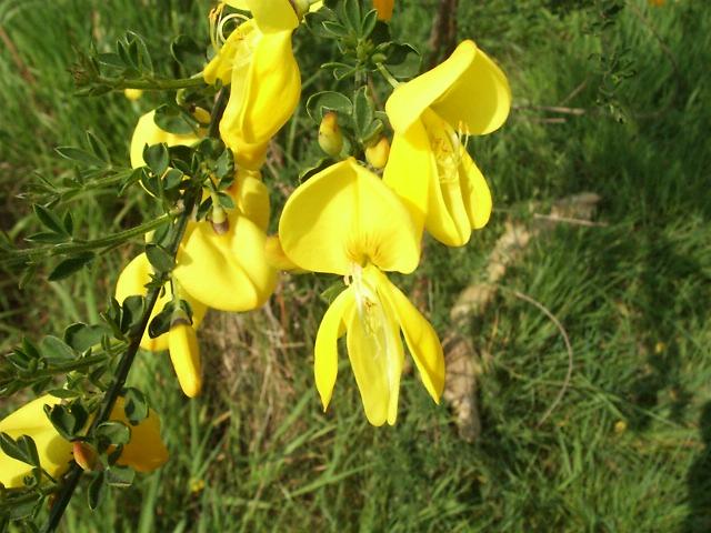 Broom – Cytisus spp., Genista spp.