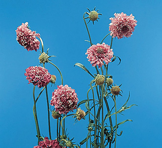 Pincushion flower – Scabiosa atropurpurea