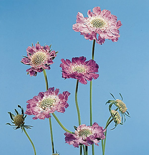 Scabiosa – Scabiosa caucasica