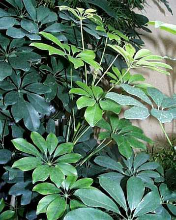 Dwarf Umbrella Tree – Schefflera arboricola or S. spp.