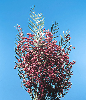 California Pepper-tree – Schinus molle