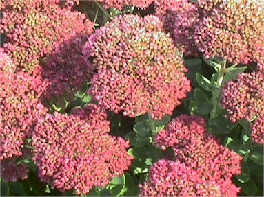 Stonecrop – Sedum spp.