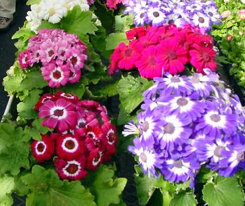 Cineraria – Pericallis X hybrida  (Senecio X hybrida)