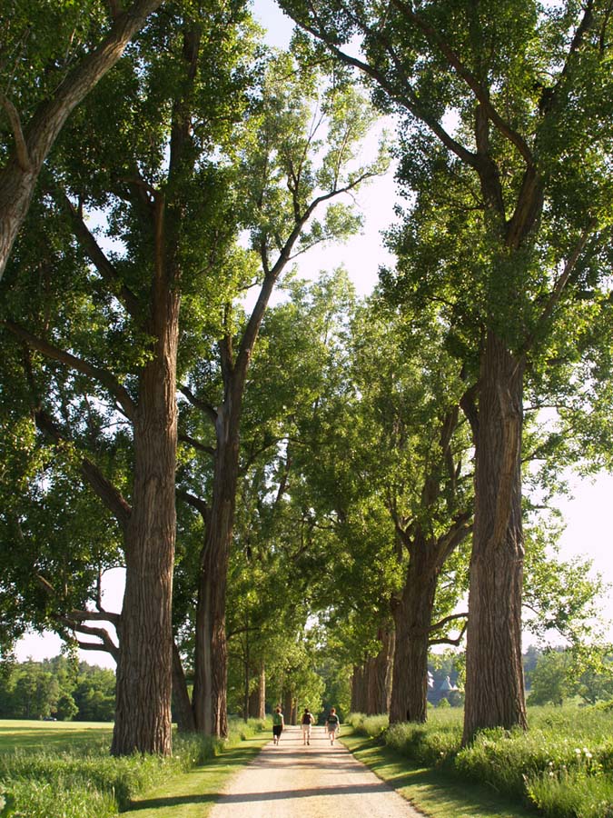 Majestic trees line the pathway at Shelburne Farms.