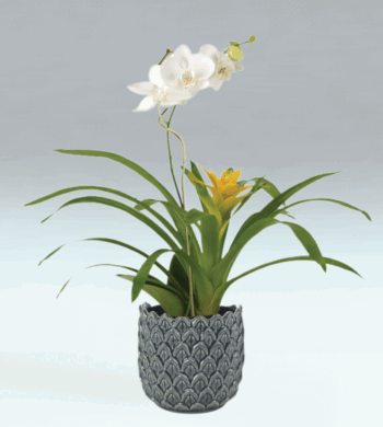 Shimmer & Gold Bromeliad