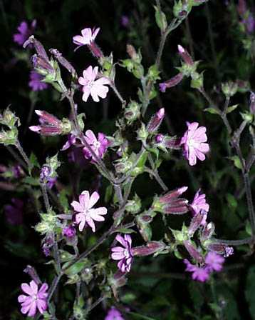 Catchfly – Silene spp.