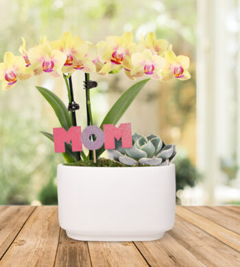 Yellow Orchid & Succulent