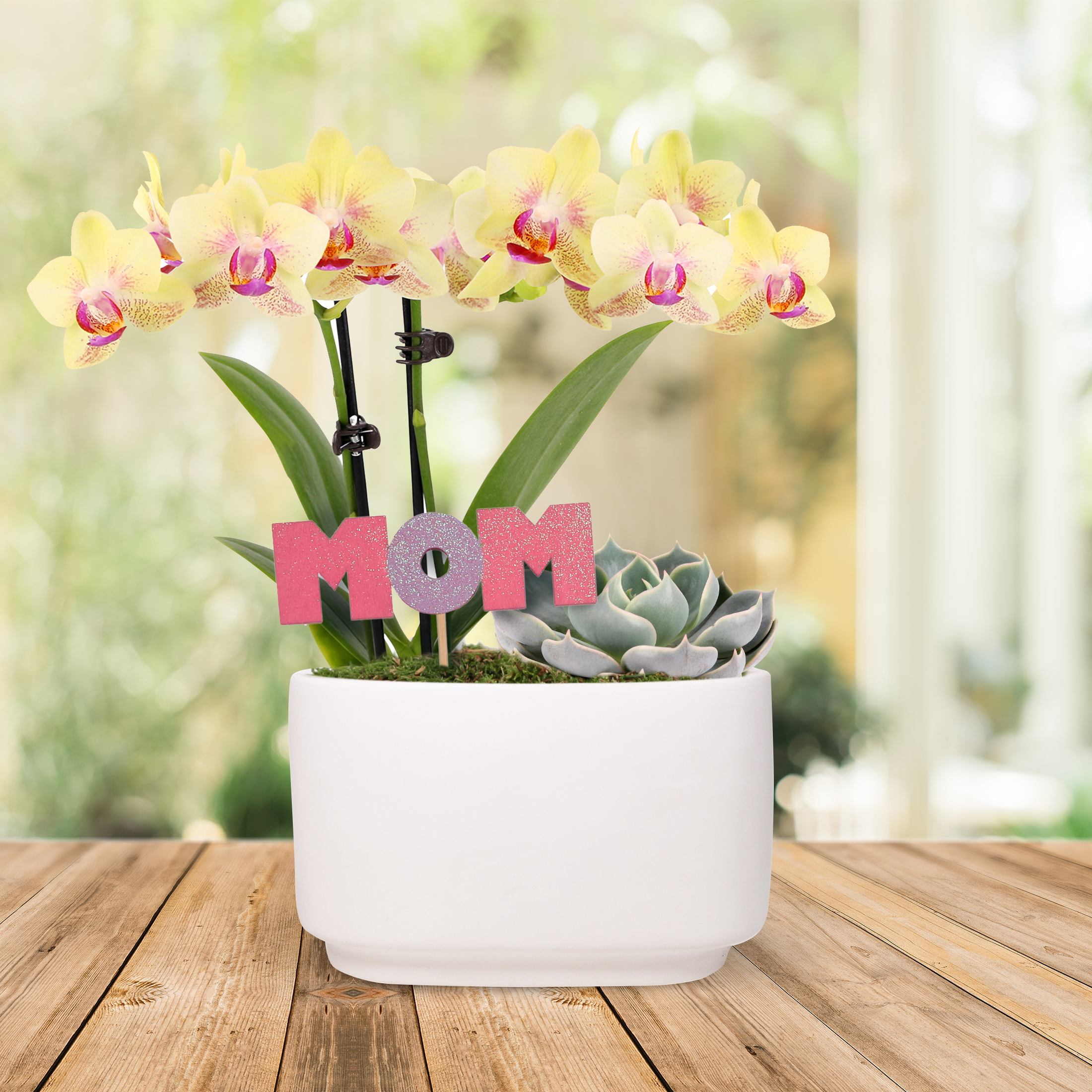 Yellow Orchid & Succulent