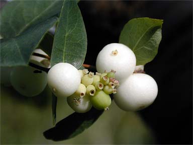 Snowberry – Symphoricarpos spp.  or  S. alba