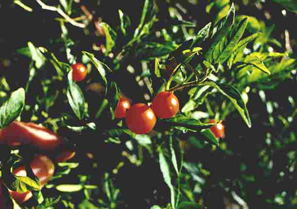 Jerusalem Cherry – Solanum pseudocapsicum