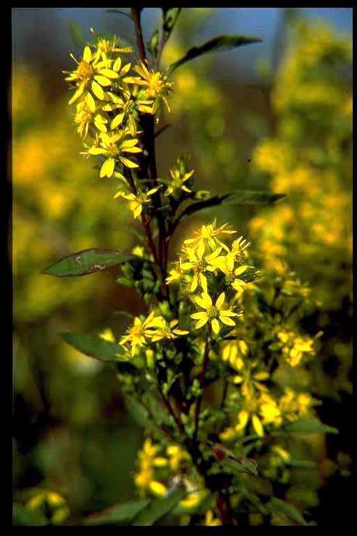 Goldenrod – Solidago spp.