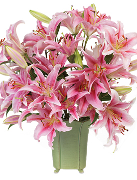 The Lily: Colorful & Fragrant