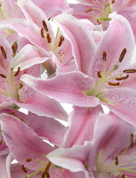 Sorbonne Oriental Lilies