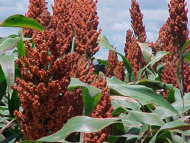 Millet – Sorghum spp.