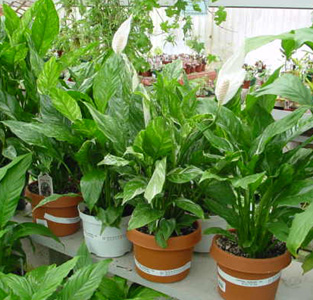 Peace Lily – Spathiphyllum spp.