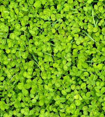 St. Patrick's Day Floral Arrangements