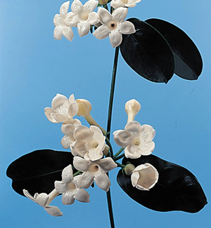 Madagascar Jasmine – Stephanotis floribunda