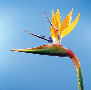 Bird of Paradise – Strelitzia reginae