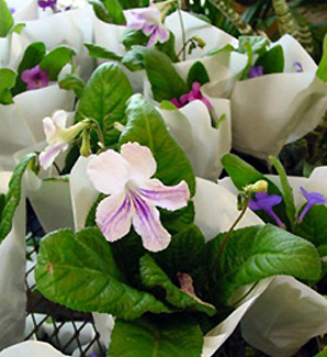 Cape Primrose – Streptocarpus spp. or S. X hybridus