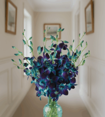 その他 Orchid  [Blu-ray] Blue Sapphire Orchid Bouquet | Calyx Flowers