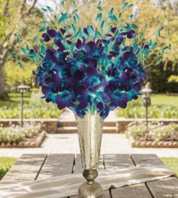 Dendrobiums Blue Bom Orchids - 20 Stems