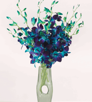 Stunning Sapphire Orchids