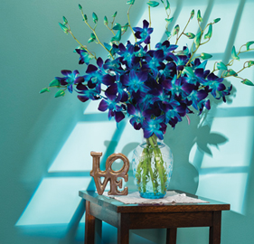 Sapphire Orchids
