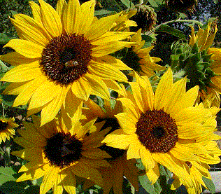 Sunflower – Helianthus annuus