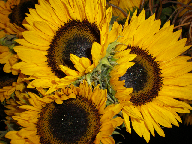 Sunflowers Sunflowers!