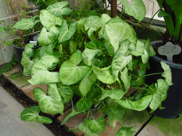 Arrowhead Vine – Syngonium podophyllum