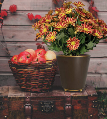 Chrysanthemum "Campfire Glow" Plant