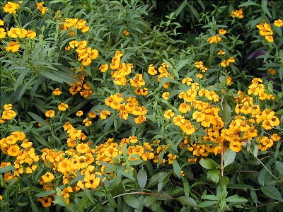 Sweet-Scented Marigold – Tagetes lucida