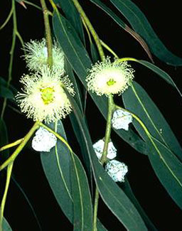 Tasmanian Blue Gum – Eucalyptus globulus