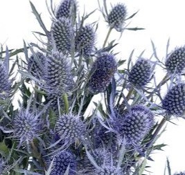 Eryngium Blue Bell (Thistle)