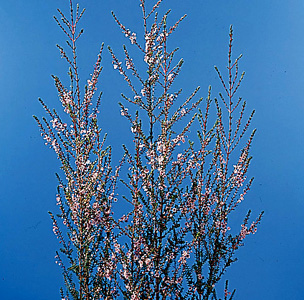 Calycina – Thryptomene calycina