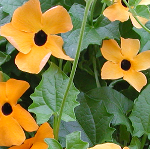 Black-Eyed Susan – Thunbergia alata