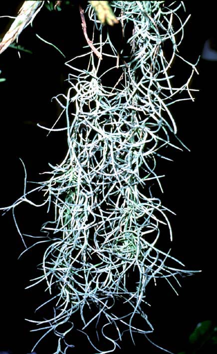 Spanish-Moss – Tillandsia usneoides