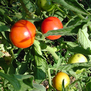 Tomato – Lycopersicon esculentum