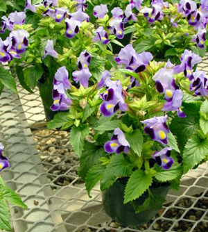 Wishbone Flower – Torenia spp.