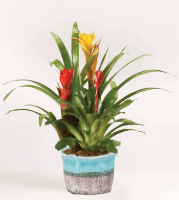Scarlet & Gold Trio Bromeliads