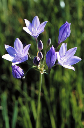 Triplet Lily – Triteleia laxa