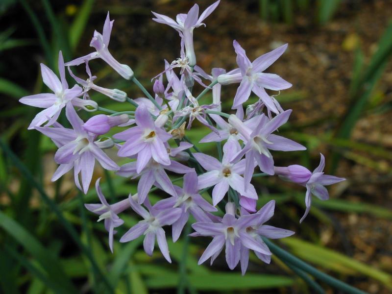 Society Garlic – Tulbaghia violacea, T. fragrans